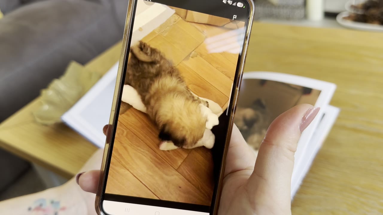 A phone held over an open Nokoru photobook, playing the video of the puppy photo printed on the page